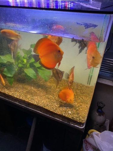 Mandarin Passion Discus photo review