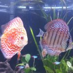 Royal Heckel Cross Discus photo review