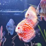 Royal Heckel Cross Discus photo review