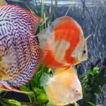 Classic San Merah Discus photo review