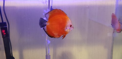 Fuji Red Discus photo review