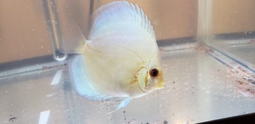 Classic Deep Blue Diamond Discus photo review