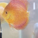 Red Super Eruption Discus, High Body photo review