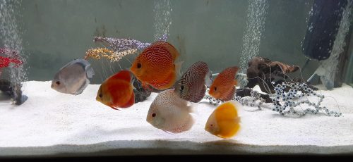 Golden Diamond Discus photo review