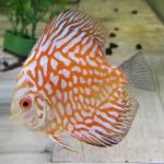 Red Eagle Discus, Wide Pattern photo review