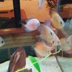 Golden Leopard Discus, Red Base photo review