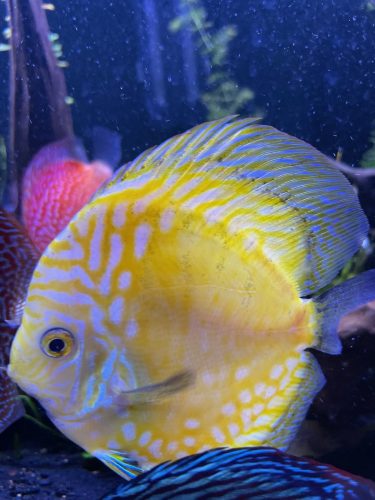 Yellow Pigeon Blood Discus photo review