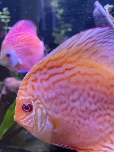 Golden Pigeon Leopard Discus, White Base photo review