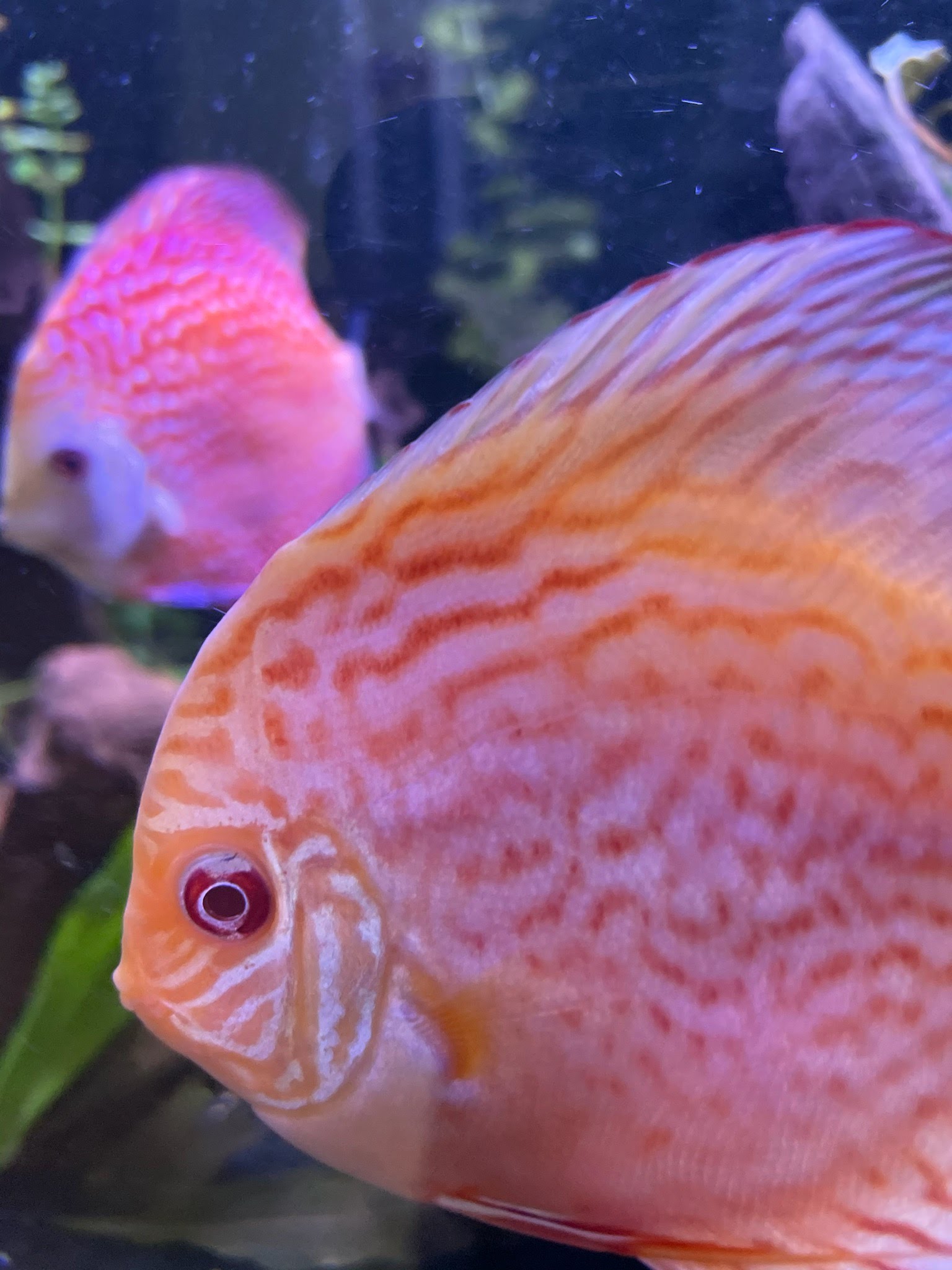 Golden Pigeon Leopard Discus, White Base | Discus.com