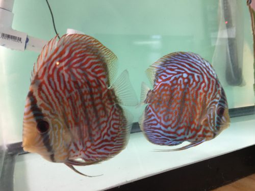 Blue Tiger Turquoise Discus photo review