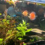 Penang Blue Knight Discus photo review