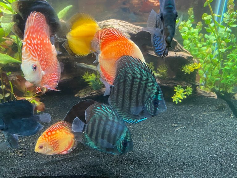 Striated Cobalt Discus photo review