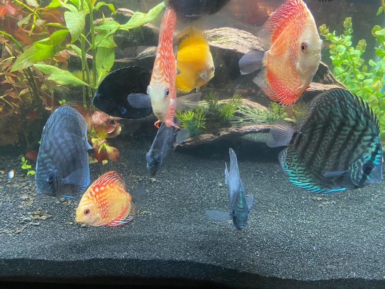 Golden Diamond Discus photo review