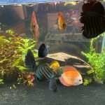 Penang Blue Knight Discus photo review