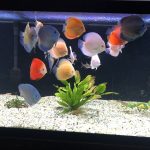 Classic Deep Blue Diamond Discus photo review