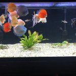 Classic Deep Blue Diamond Discus photo review