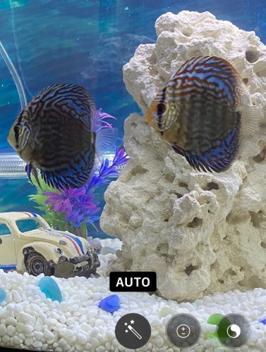 Blue Tiger Turquoise Discus photo review