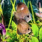 German Red Turquoise Discus, Red Base photo review