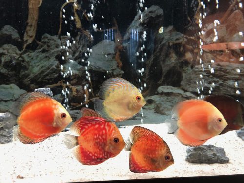 Assorted Premium Discus 10-Pack photo review