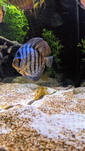 Striated Red Throwback Discus photo review