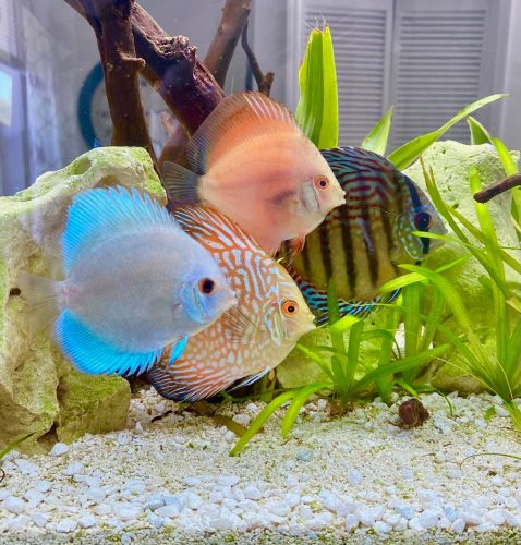 Golden Leopard Discus, Red Base photo review