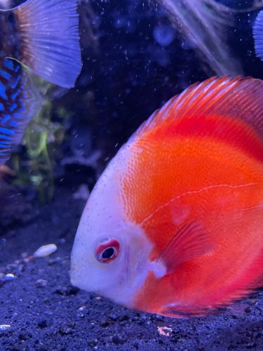 Fuji Red Discus photo review