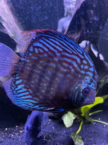 German Red Turquoise Discus, Blue Base photo review