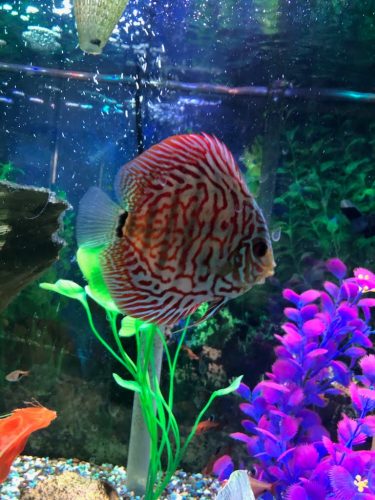 Blue Tiger Carnation Turquoise Discus photo review