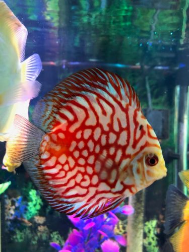 Red Eagle Discus, Wide Pattern photo review