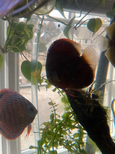 Classic San Merah Discus photo review