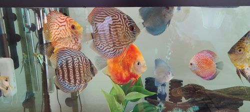 Yellow Pigeon Blood Discus photo review