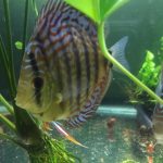 F1 Ica Red Discus photo review