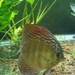 F1 Ica Red Discus photo review