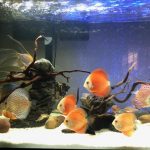 Fuji Red Discus photo review