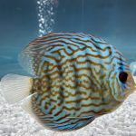 Altum Flora Discus, Blue Base photo review