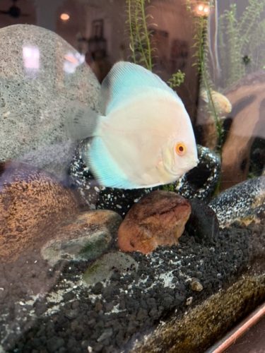 Albino Platinum Discus photo review