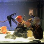 Fuji Red Discus photo review