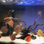 German Red Turquoise Discus, Blue Base photo review