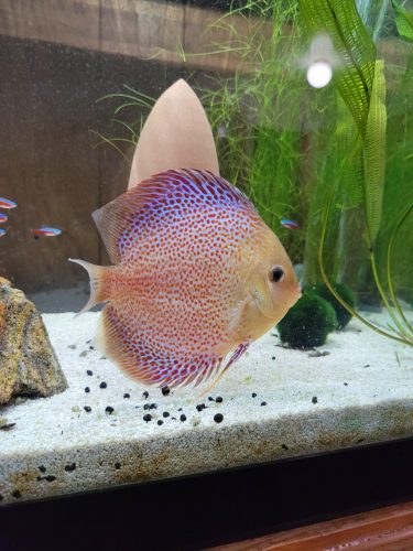 Super Eruption Discus, Blue Base photo review