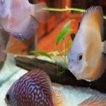 Golden Leopard Discus, Red Base photo review