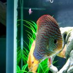 German Red Turquoise Discus, Red Base photo review