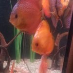 Red Super Eruption Discus, High Body photo review