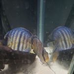 Wild-Caught Royal Blue Ica Discus photo review