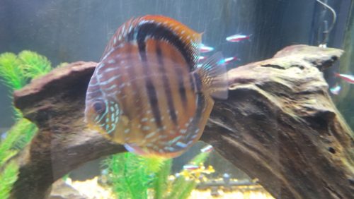 Royal Heckel Cross Discus photo review