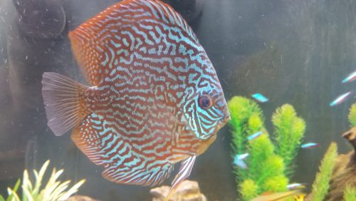 Penang Blue Knight Discus photo review