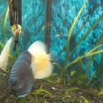 German Red Turquoise Discus, Red Base photo review