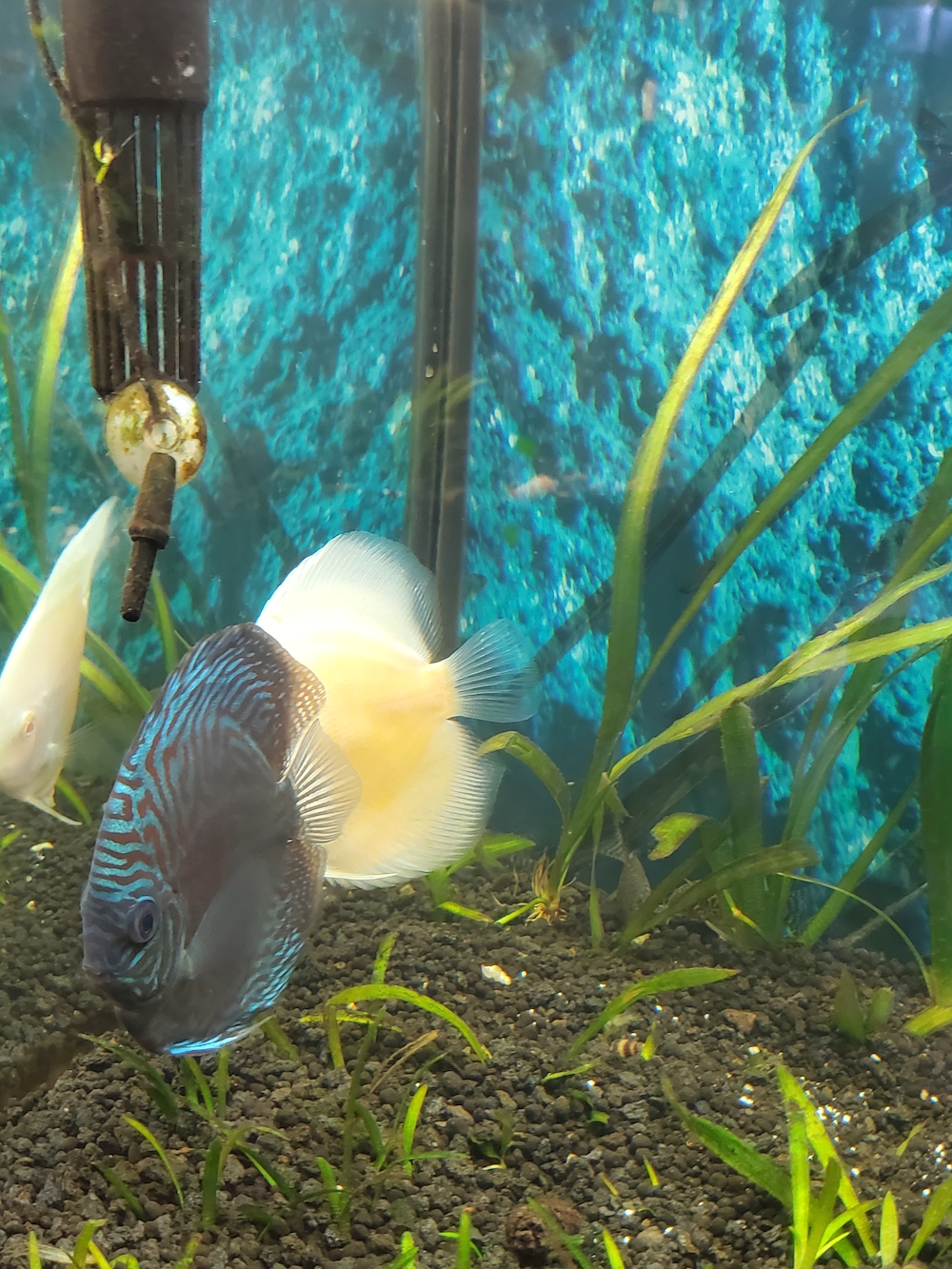 Golden Valentine Discus | Discus.com