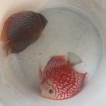 Altum Flora Discus, Blue Base photo review