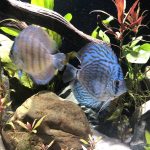 Penang Blue Knight Discus photo review