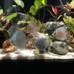 Penang Blue Knight Discus photo review